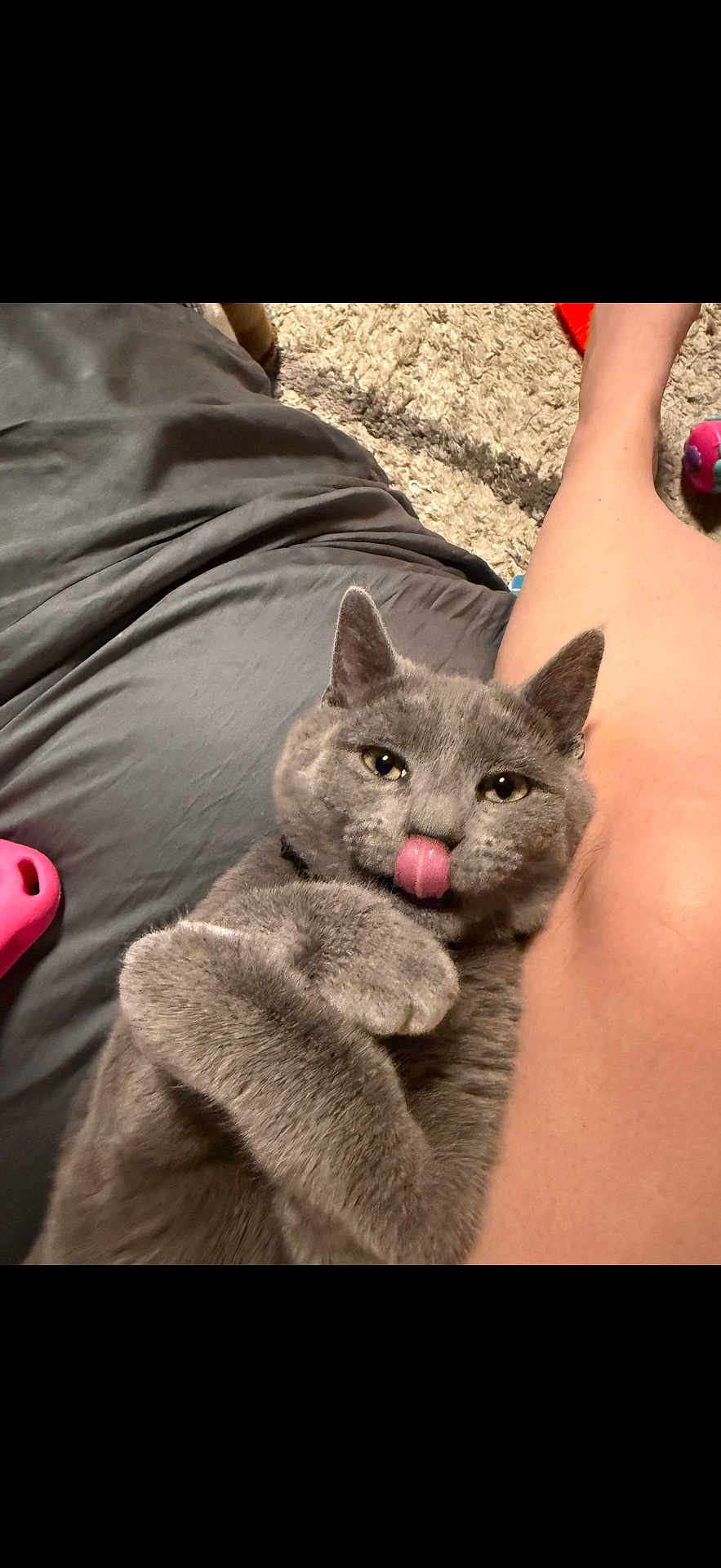 Benny joined the competition — help win amazing prizes! cat, gray_cat, pet, tongue_out, paw, fur, whiskers, eyes, collar, human_leg, blanket, rug, toy, indoor, close_up, relaxed, cute, playful, portrait, cozy
