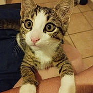 Aïko a rejoint le concours — aidez-le/la à gagner de superbes lots ! kitten, cat, tabby, white_paws, wide_eyes, curious, pet, animal, feline, indoor, person_arm, close_up, cute, whiskers, pink_nose, tiled_floor, young_cat, mammal, domestic_animal, clinging