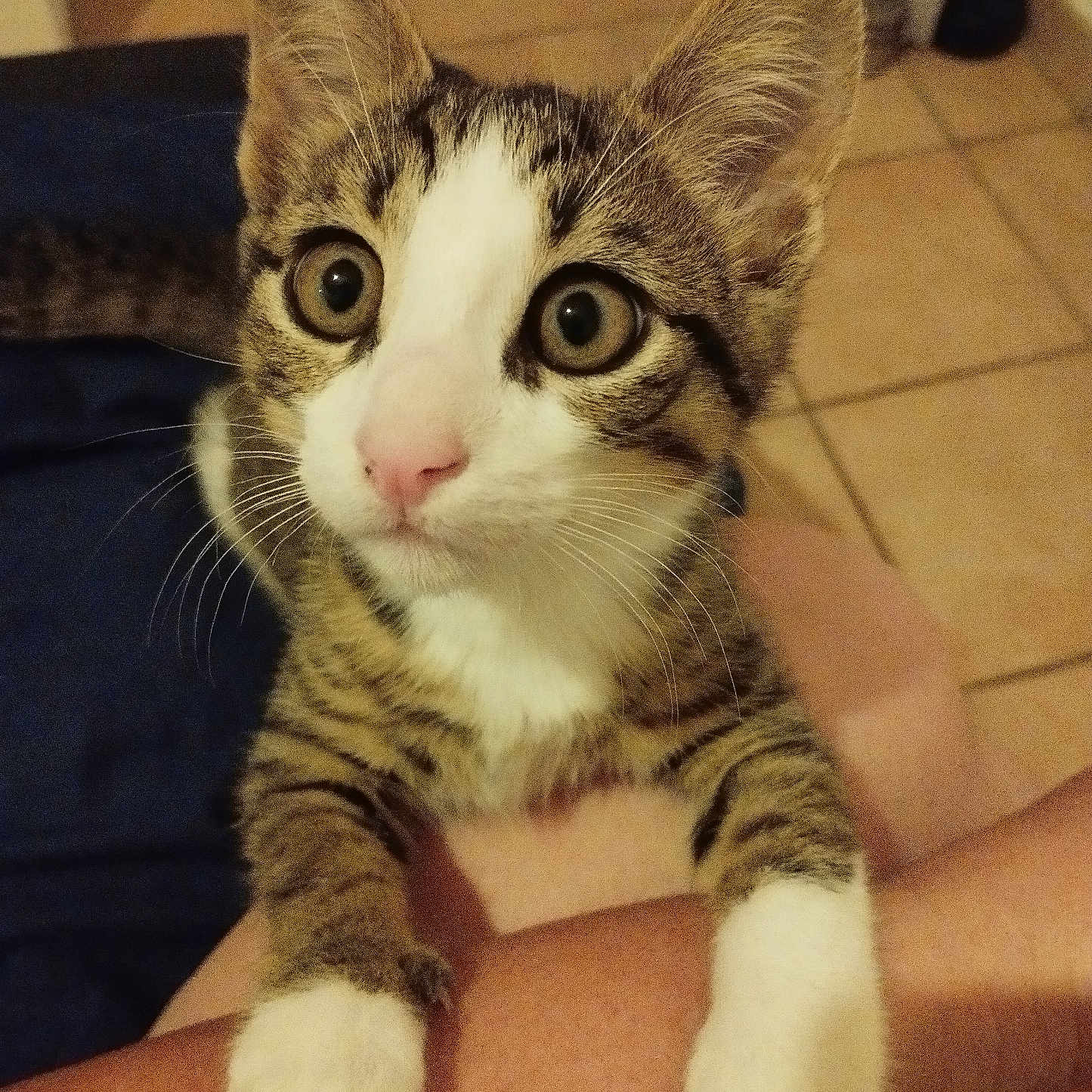 Aïko a rejoint le concours — aidez-le/la à gagner de superbes lots ! animal, cat, clinging, close_up, curious, cute, domestic_animal, feline, indoor, kitten, mammal, person_arm, pet, pink_nose, tabby, tiled_floor, whiskers, white_paws, wide_eyes, young_cat