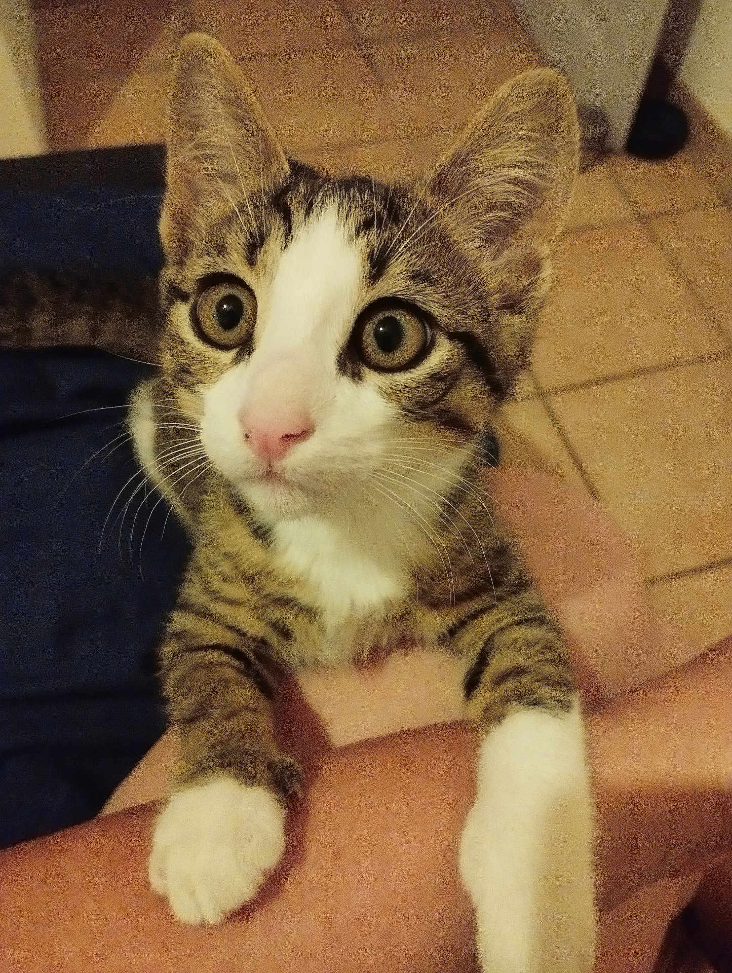 Aïko a rejoint le concours — aidez-le/la à gagner de superbes lots ! kitten, cat, tabby, white_paws, wide_eyes, curious, pet, animal, feline, indoor, person_arm, close_up, cute, whiskers, pink_nose, tiled_floor, young_cat, mammal, domestic_animal, clinging