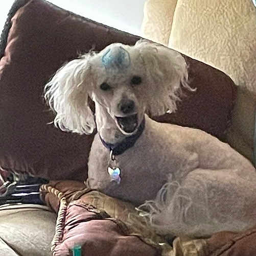 Elly May joined the competition — help win amazing prizes! dog, poodle, white_fur, couch, cushion, indoor, pet, collar, fur, relaxed, smiling, home, furniture, animal, cute, tongue_out, companion, domestic, happy, resting