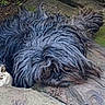 dog, black_dog, shaggy_fur, rocks, outdoor, nature, camouflage, animal, pet, fur, resting, hidden, stone, earth, quiet, wild, close_up, curious, texture, natural