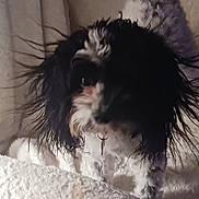 Shyloh joined the competition — help win amazing prizes! dog, black_and_white, wet_fur, small_dog, curious, indoors, blanket, furry, pet, animal, cute, messy_hair, sitting, soft_texture, closeup, cozy, domestic, fur, resting, companion