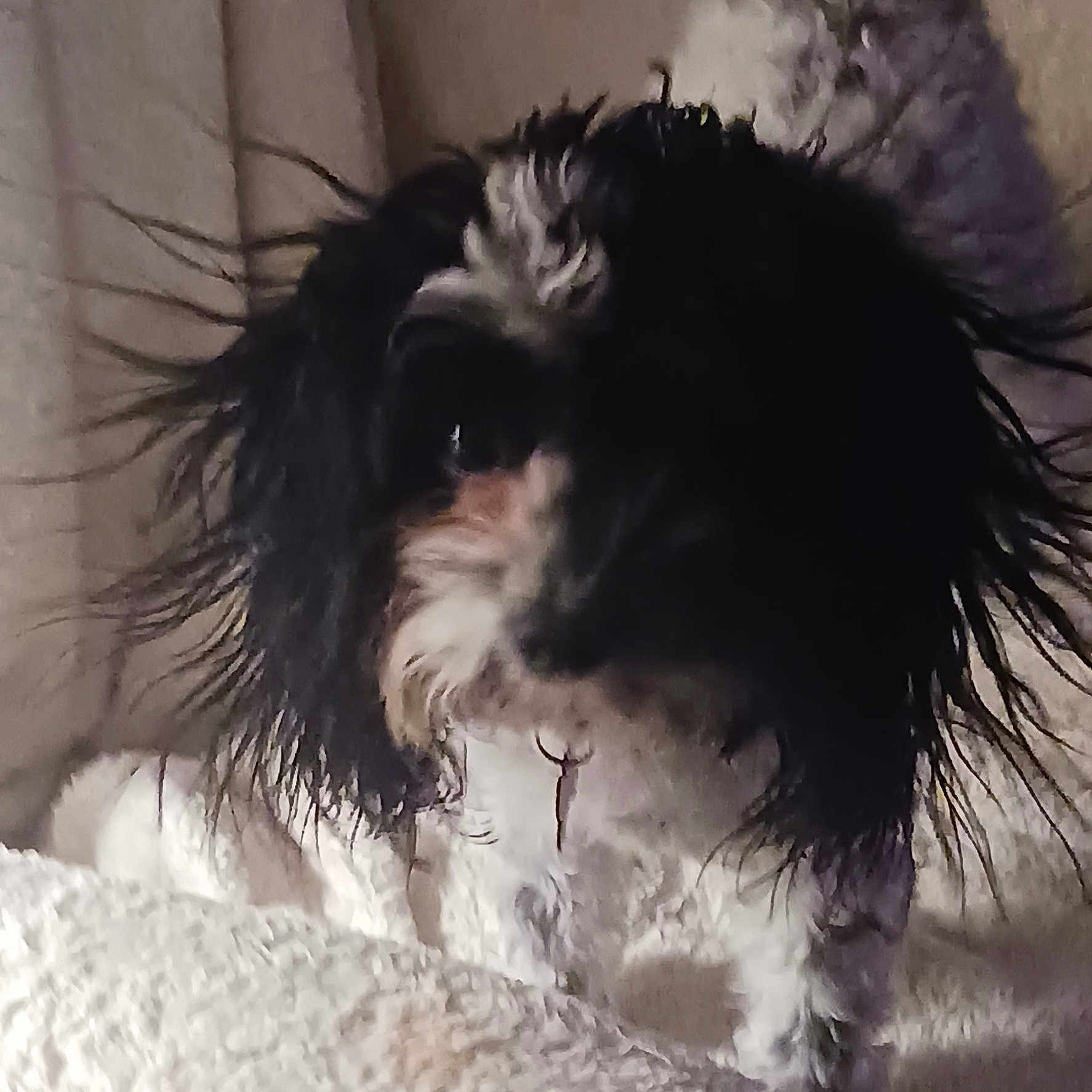 Shyloh joined the competition — help win amazing prizes! dog, black_and_white, wet_fur, small_dog, curious, indoors, blanket, furry, pet, animal, cute, messy_hair, sitting, soft_texture, closeup, cozy, domestic, fur, resting, companion