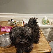 Maggie is registered to the contest to win money with this photo: dog, black_dog, scruffy, table, wooden_table, metal_bowl, pink_pet_bowl, kitchen, indoor, pet, fur, animal, food, clutter, household_items, tissue_box, papers, chair, floor, wall