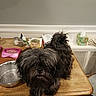 animal, black_dog, chair, clutter, dog, floor, food, fur, household_items, indoor, kitchen, metal_bowl, papers, pet, pink_pet_bowl, scruffy, table, tissue_box, wall, wooden_table