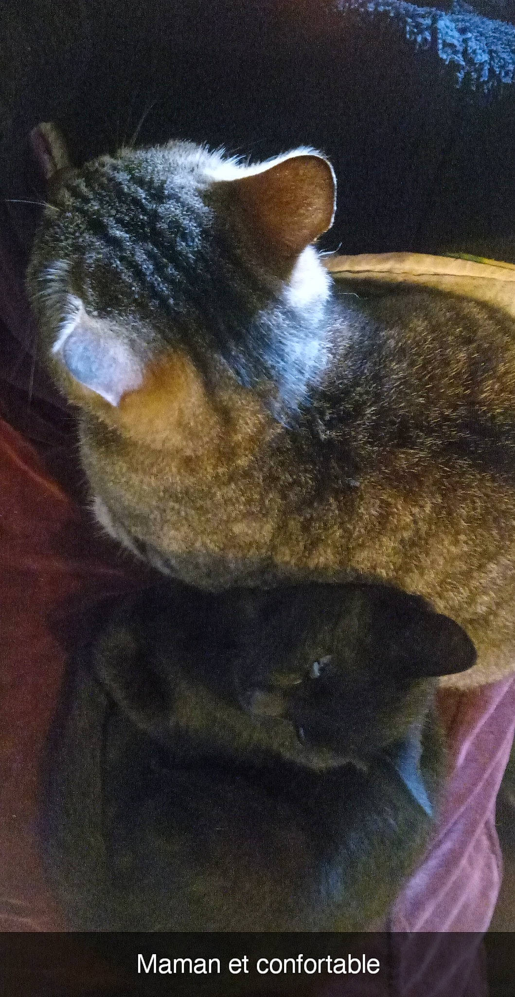 Strevy participe au concours pour gagner de l'argent avec cette photo : canidae, carnivore, cat, claw, dog_breed, domestic_short_haired_cat, electric_blue, fawn, felidae, fur, paw, small_to_medium_sized_cats, snout, tail, terrestrial_animal, whiskers, wildlife, window, wood