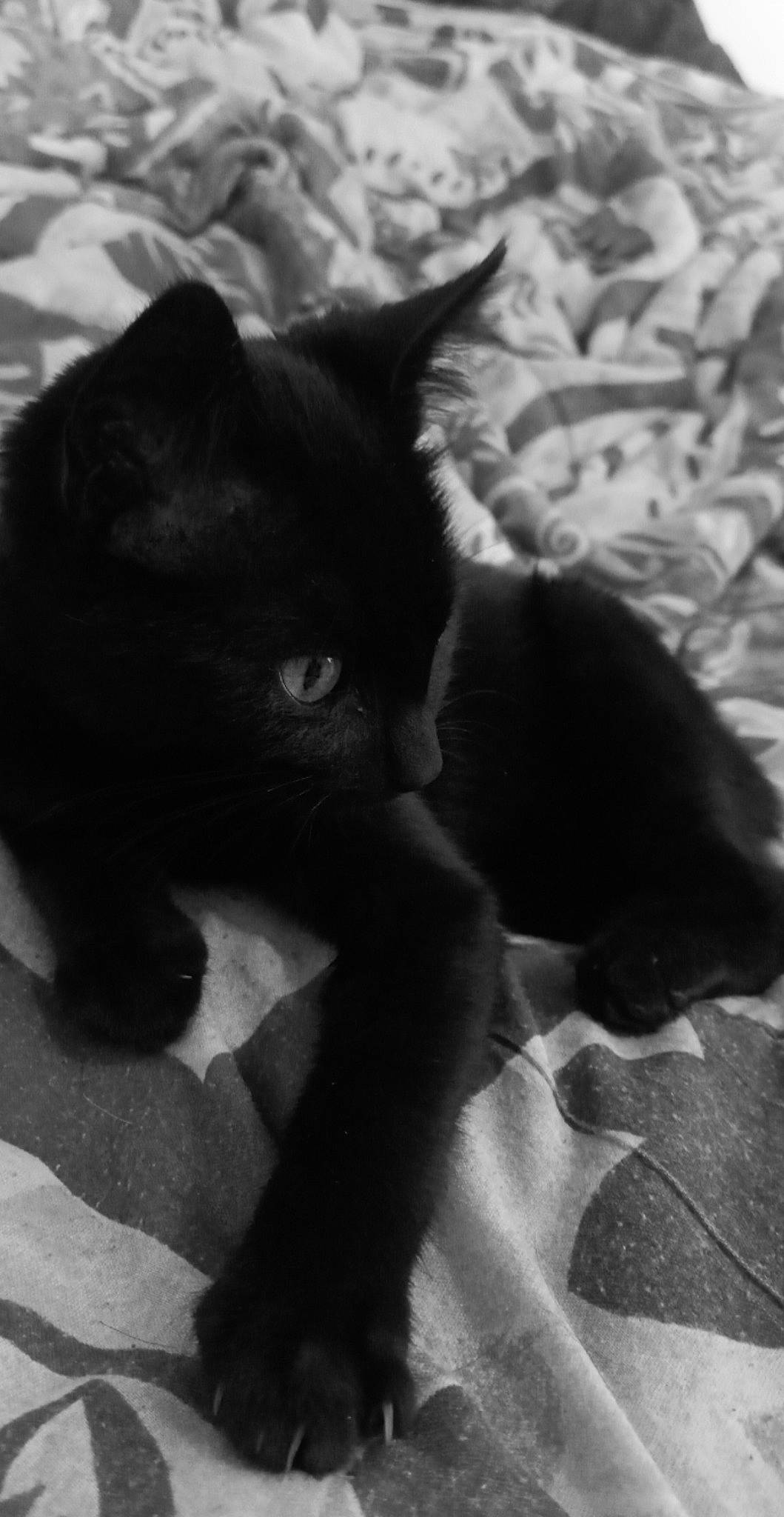 Strevy a rejoint le concours — aidez-le/la à gagner de superbes lots ! black_and_white, black_cat, carnivore, cat, claw, comfort, domestic_short_haired_cat, ear, felidae, fur, grey, monochrome, monochrome_photography, shadow, small_to_medium_sized_cats, snout, style, tail, terrestrial_animal, whiskers