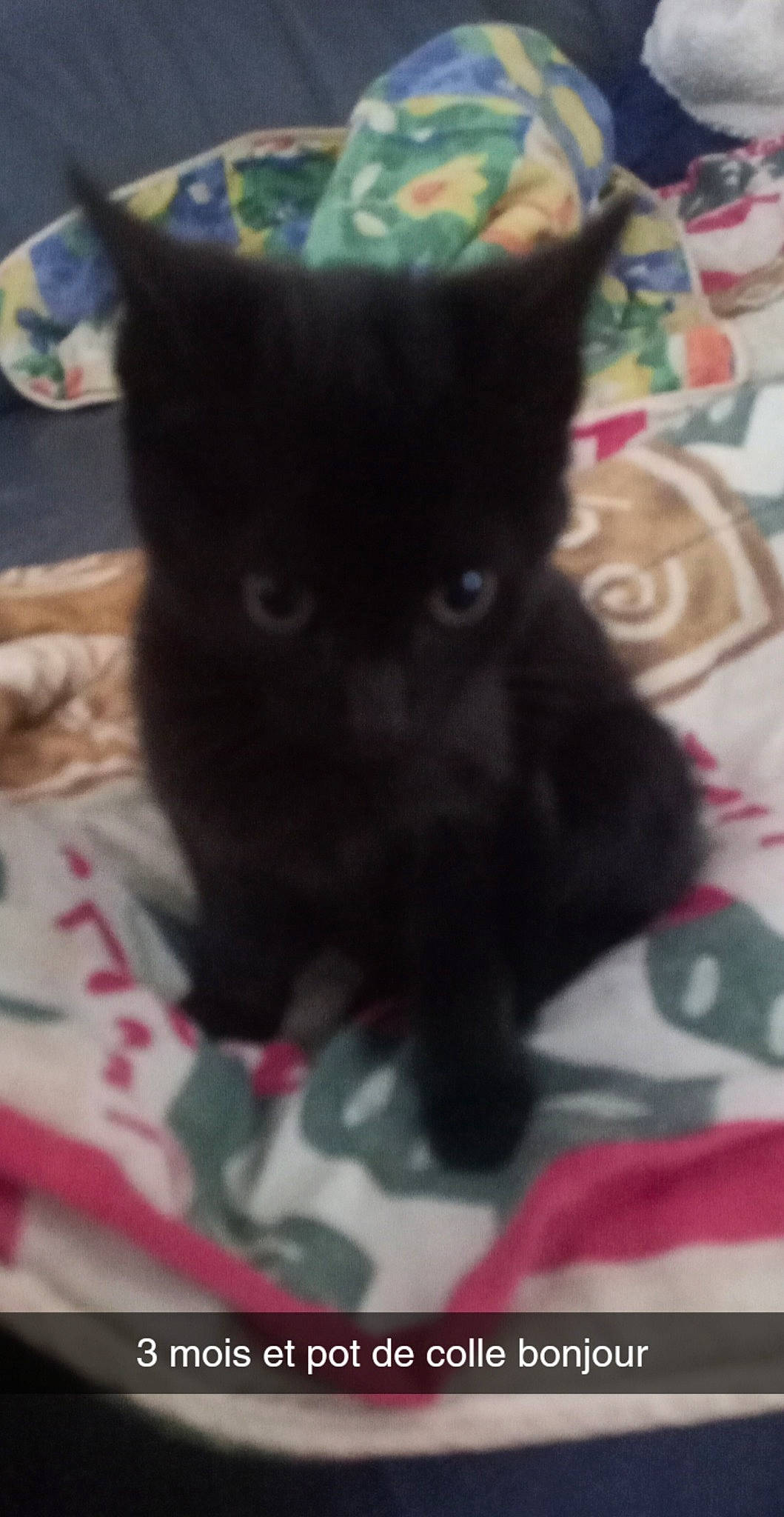 Strevy a rejoint le concours — aidez-le/la à gagner de superbes lots ! black_cat, bombay, carmine, carnivore, cat, cat_furniture, cat_supply, chartreux, claw, comfort, domestic_short_haired_cat, felidae, fur, grey, pattern, paw, small_to_medium_sized_cats, snout, tail, whiskers