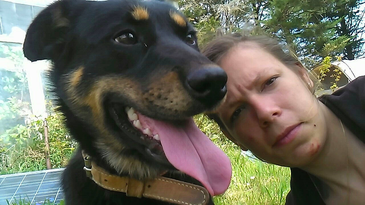 Malia participe au concours pour gagner de l'argent avec cette photo : beauceron, black_and_tan_terrier, canidae, carnivore, companion_dog, dog, dog_breed, german_pinscher, guard_dog, huntaway, hunting_dog, jagdterrier, mammal, nose, person, rottweiler, snout, sporting_group, vertebrate, working_dog