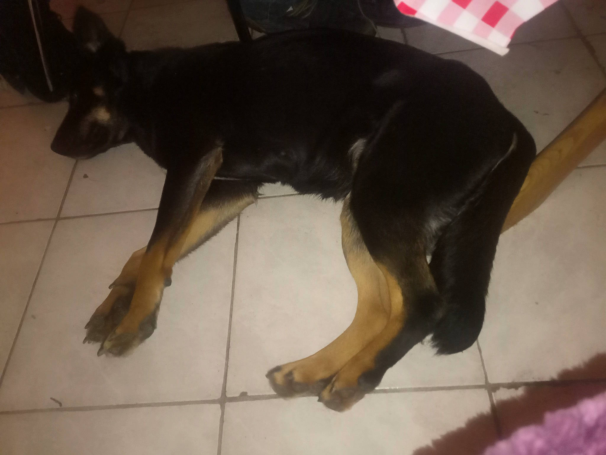 Malia a rejoint le concours — aidez-le/la à gagner de superbes lots ! canidae, carnivore, companion_dog, dog, dog_breed, fawn, floor, flooring, foot, fur, guard_dog, human_leg, paw, pet_supply, snout, sporting_group, tail, terrestrial_animal, working_animal, working_dog