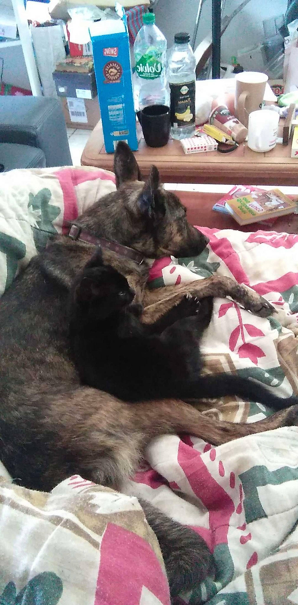 Olivia a rejoint le concours — aidez-le/la à gagner de superbes lots ! canidae, carnivore, comfort, companion_dog, dog, dog_breed, felidae, fur, linens, mammal, nap, non_sporting_group, room, small_to_medium_sized_cats, sporting_group, whiskers, working_animal