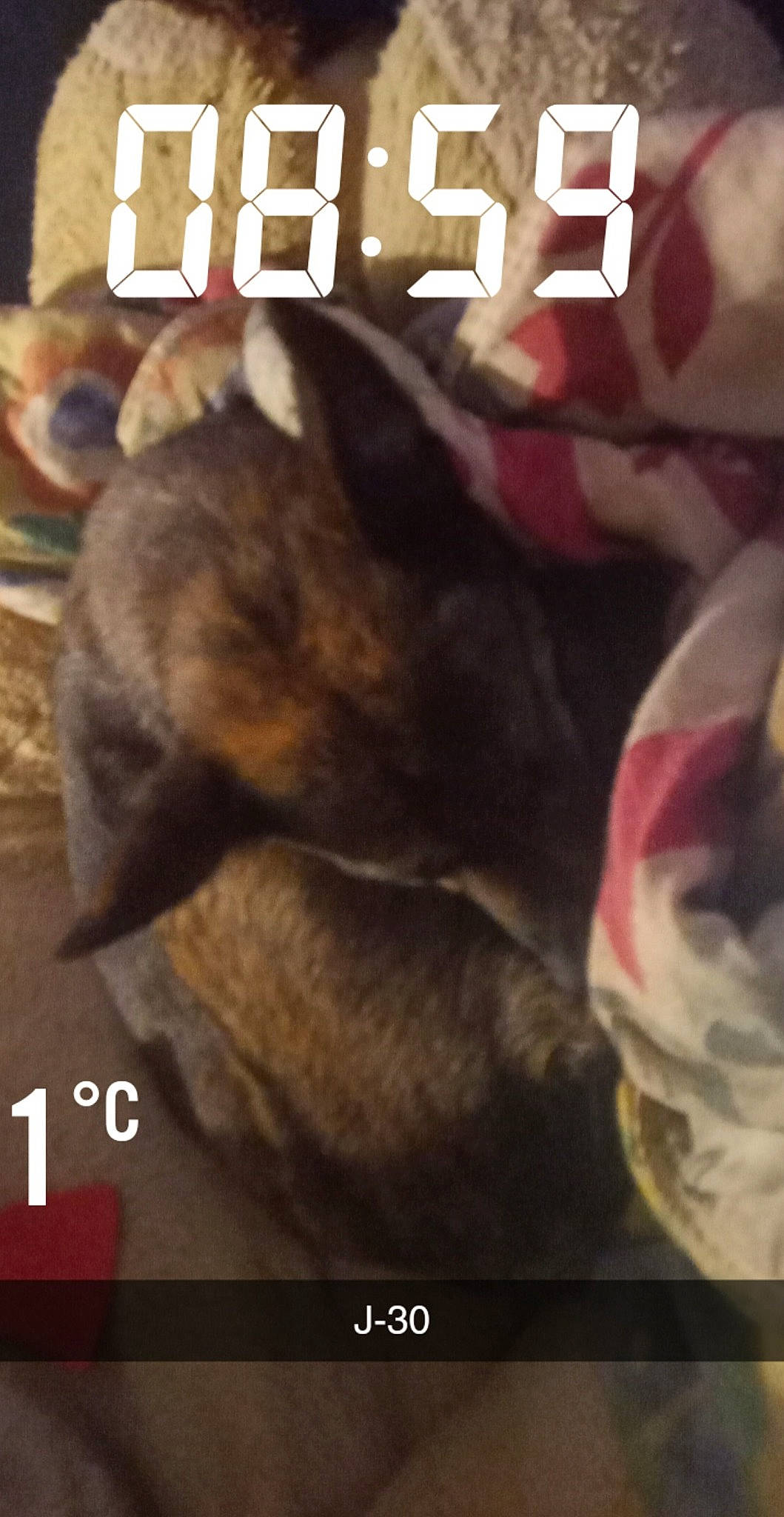 Olivia a rejoint le concours — aidez-le/la à gagner de superbes lots ! book, book_cover, carnivore, cat, cloud, companion_dog, dog_breed, felidae, font, fur, happy, paw, photo_caption, publication, sky, small_to_medium_sized_cats, snout, tail, terrestrial_animal, whiskers