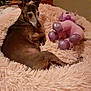 animal, bed, companion, cozy, cute, dog, fluffy, fur, home, indoor, pet, pink, purple, relaxed, resting, small_dog, soft, stuffed_toy, toy, unicorn