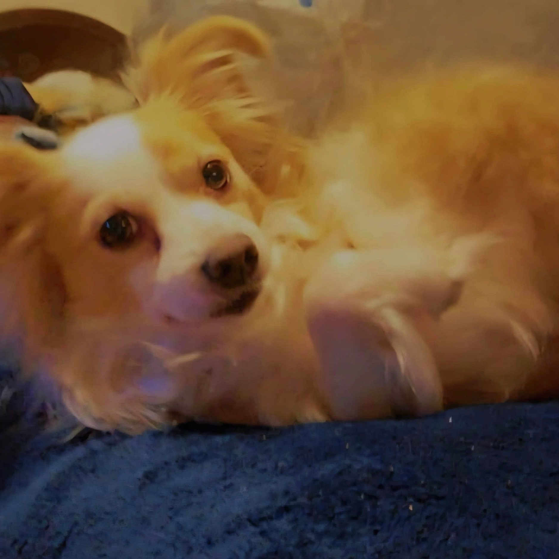 Cash joined the competition — help win amazing prizes! animal, bed, blanket, canine, companion, cozy, cute, dog, domestic_animal, ears, fluffy, fur, indoor, looking_up, lying_down, mammal, pet, relaxed, resting, snout