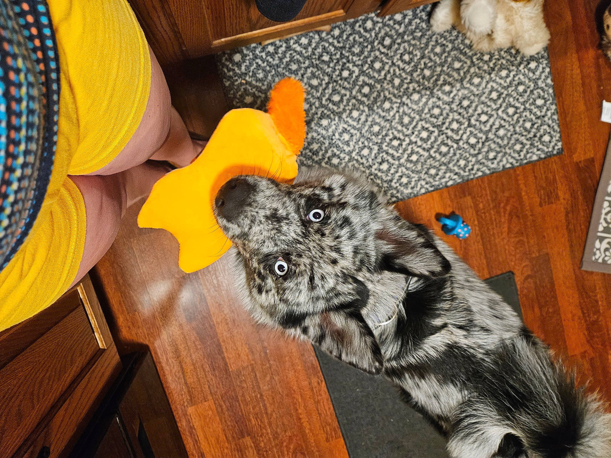 Keno joined the competition — help win amazing prizes! canidae, carnivore, chair, comfort, companion_dog, couch, dog, dog_breed, domestic_short_haired_cat, fawn, felidae, flooring, fur, small_to_medium_sized_cats, snout, sporting_group, tail, toy_dog, whiskers, wood