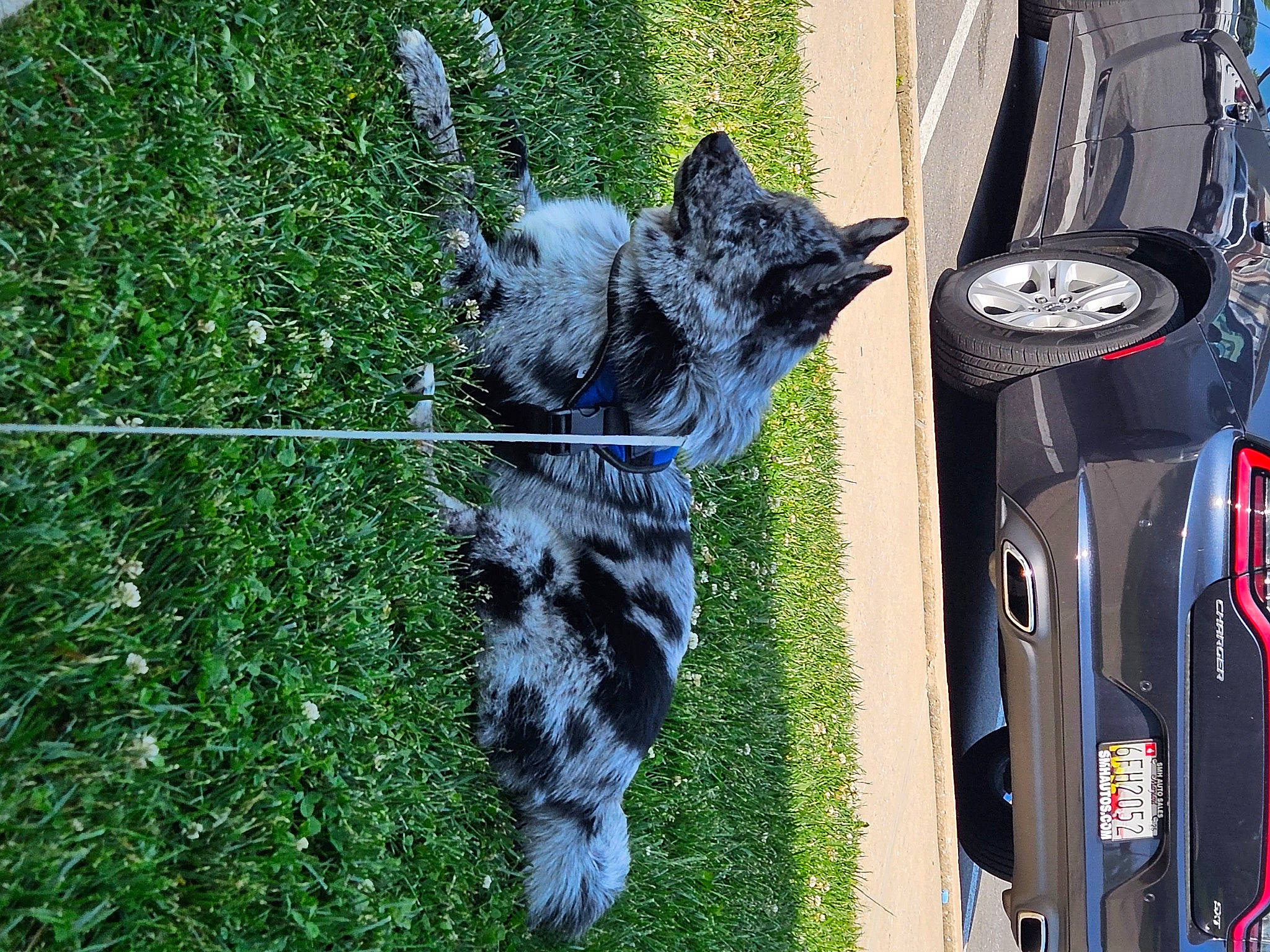 Keno joined the competition — help win amazing prizes! automotive_lighting, automotive_tire, bicycle_tire, car, carnivore, dog_breed, felidae, fender, grass, groundcover, hood, plant, small_to_medium_sized_cats, snout, tail, tire, vehicle, wheel, whiskers, window