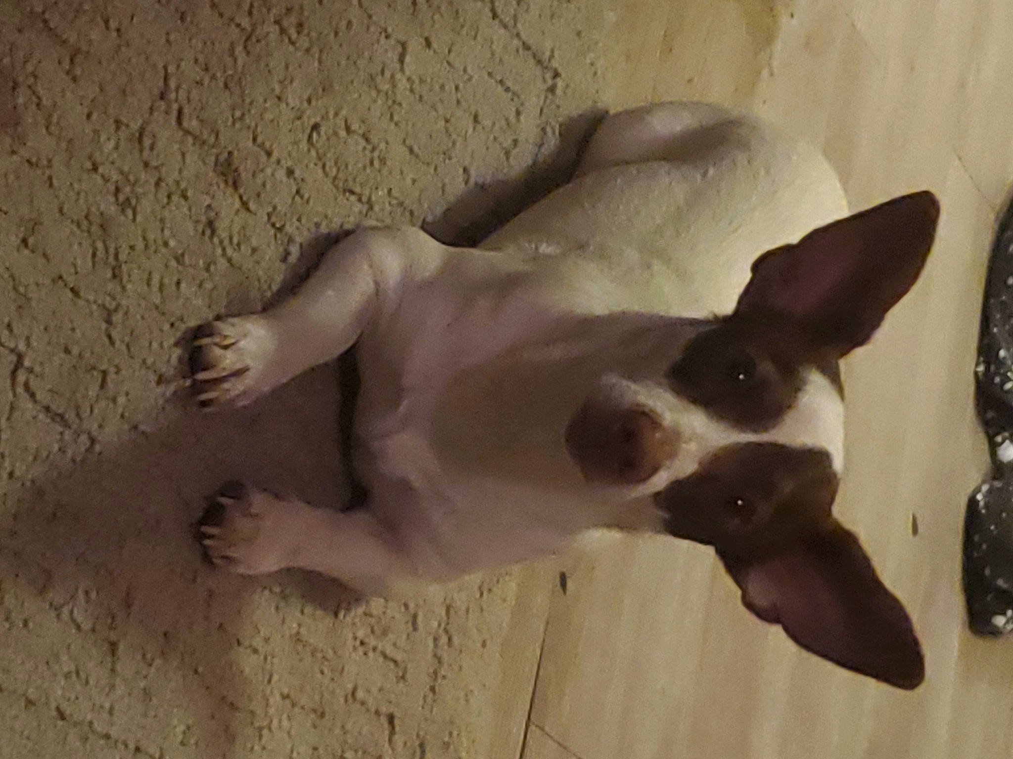 Frog joined the competition — help win amazing prizes! art, bone, canidae, carnivore, companion_dog, dog, dog_breed, ear, fawn, foot, gesture, jaw, non_sporting_group, paw, snout, sporting_group, tail, terrestrial_animal, whiskers, working_animal