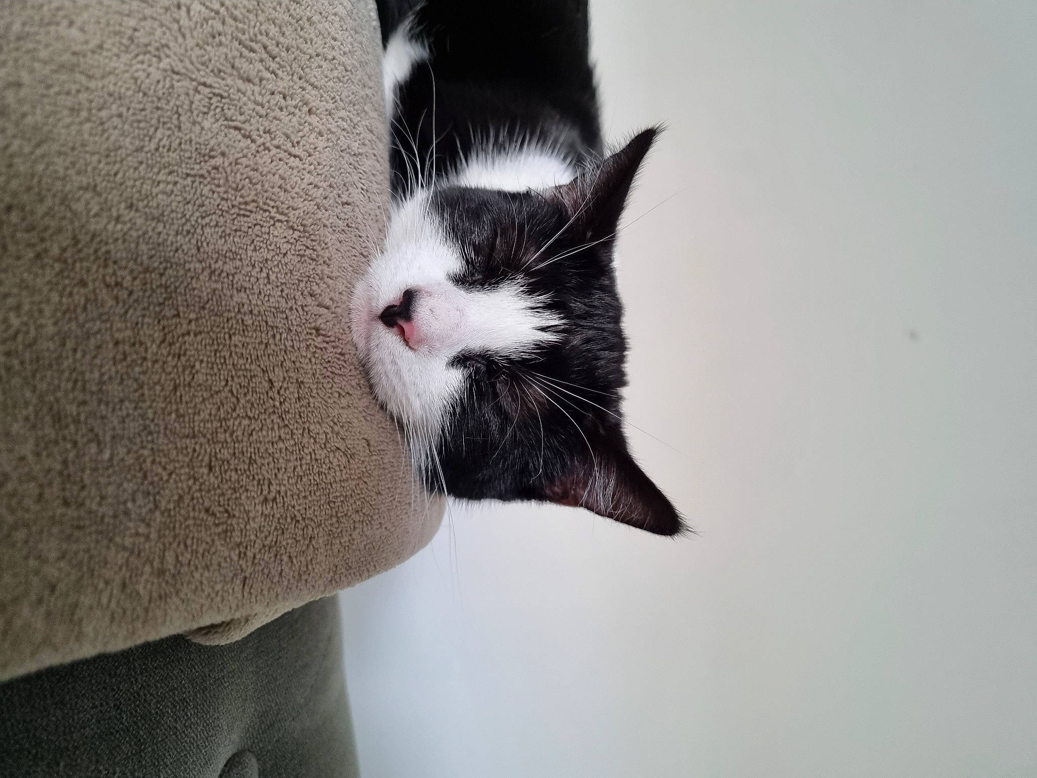 Oreo joined the competition — help win amazing prizes! arm, carnivore, cat, comfort, eye, eyelash, felidae, foot, gesture, grey, hair, head, human_body, human_leg, paw, small_to_medium_sized_cats, snout, tail, tree, whiskers