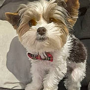 Annibal participe au concours pour gagner de l'argent avec cette photo : adorable, alert, animal, bow_tie, canine, companion, couch, cute, dog, domestic_animal, fluffy, fur, furniture, household, indoor, pet, portrait, puppy, sitting, small_dog