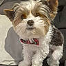 adorable, alert, animal, bow_tie, canine, companion, couch, cute, dog, domestic_animal, fluffy, fur, furniture, household, indoor, pet, portrait, puppy, sitting, small_dog
