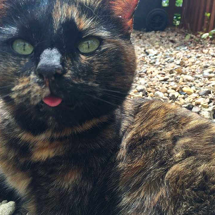 Pickle is registered to the contest to win money with this photo: