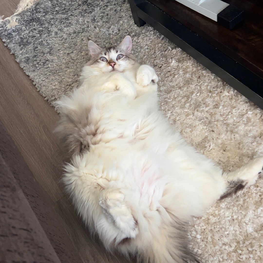 Bartholomew