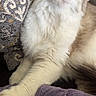 cat, fluffy, blue_eyes, longhair, pet, animal, feline, portrait, closeup, indoors, couch, cushion, blanket, lap, person, paw, whiskers, nose, relaxed, funny