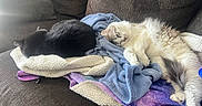 Bartholomew is registered to the contest to win money with this photo: cats, black_cat, white_cat, fluffy_cat, sleeping, stretching, relaxed, pets, animals, couch, blankets, cozy, indoors, home, living_room, furniture, soft_texture, gray_fur, cream_fur, cute