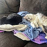 cats, black_cat, white_cat, fluffy_cat, sleeping, stretching, relaxed, pets, animals, couch, blankets, cozy, indoors, home, living_room, furniture, soft_texture, gray_fur, cream_fur, cute