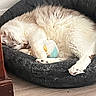 Bartholomew is registered to the contest to win money with this photo: cat, white_cat, sleeping, curled_up, fluffy, fur, pet, animal, cat_bed, plush_bed, toy, pastel_toy, paws, indoor, home, floor, cozy, relaxed, nap, portrait