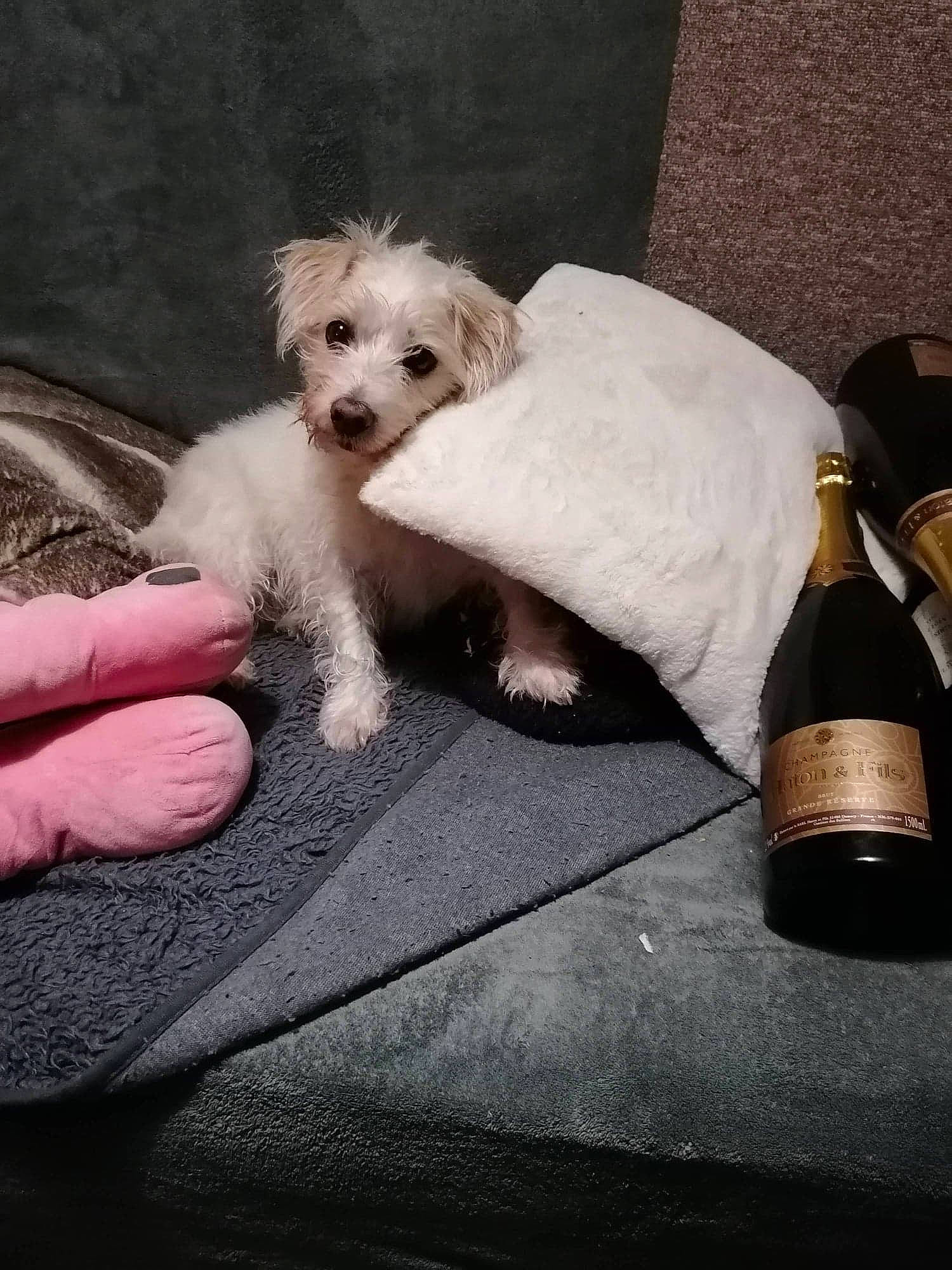 Pouky participe au concours pour gagner de l'argent avec cette photo : bottle, canidae, carnivore, champagne, companion_dog, dog, dog_breed, drink, fur, glass_bottle, home_accessories, maltepoo, pet_supply, puppy, small_terrier, sporting_group, terrier, toy_dog, wine_bottle, working_animal