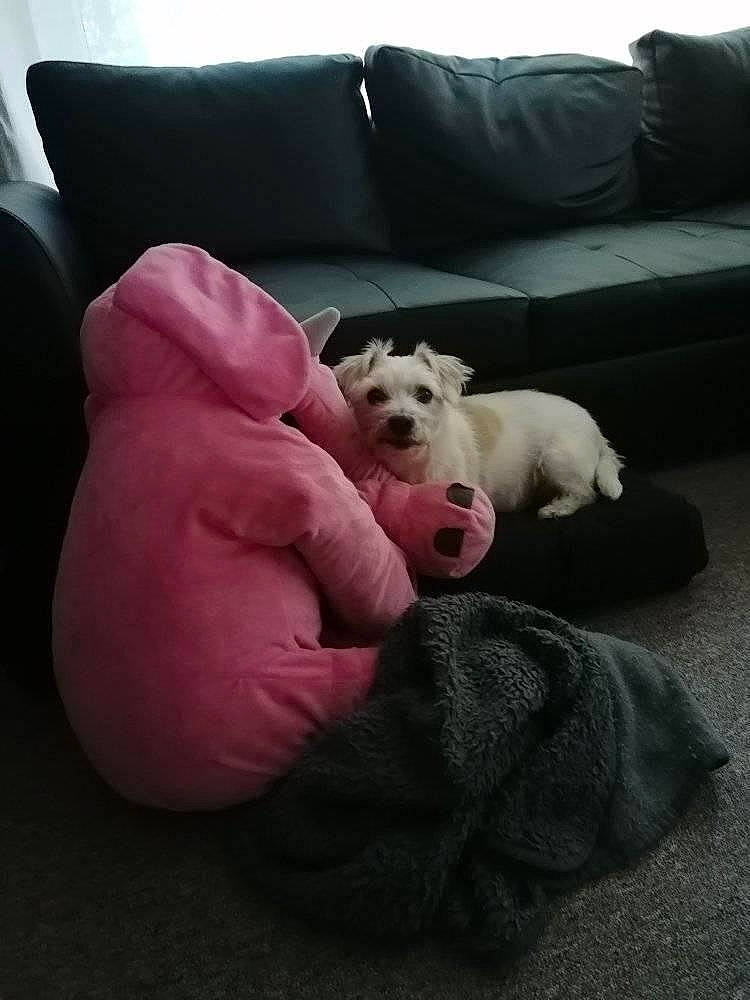 Pouky participe au concours pour gagner de l'argent avec cette photo : canidae, carnivore, comfort, companion_dog, couch, cushion, dog, dog_breed, living_room, non_sporting_group, pillow, plush, puppy, room, studio_couch, stuffed_toy, throw_pillow, toy, toy_dog, working_animal