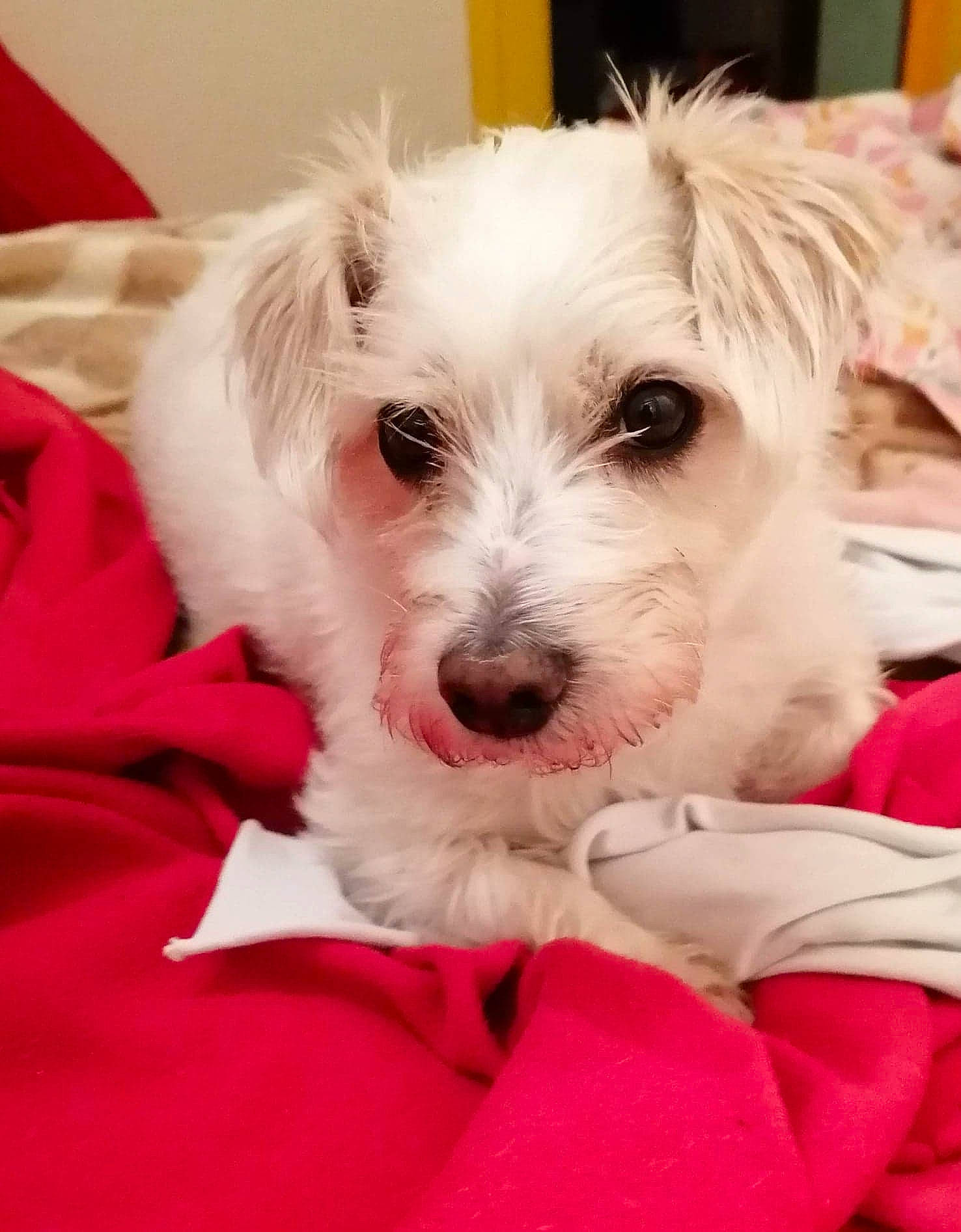 Pouky a rejoint le concours — aidez-le/la à gagner de superbes lots ! canidae, carnivore, companion_dog, dog, dog_breed, fur, linens, small_terrier, snout, sporting_group, terrier, working_animal