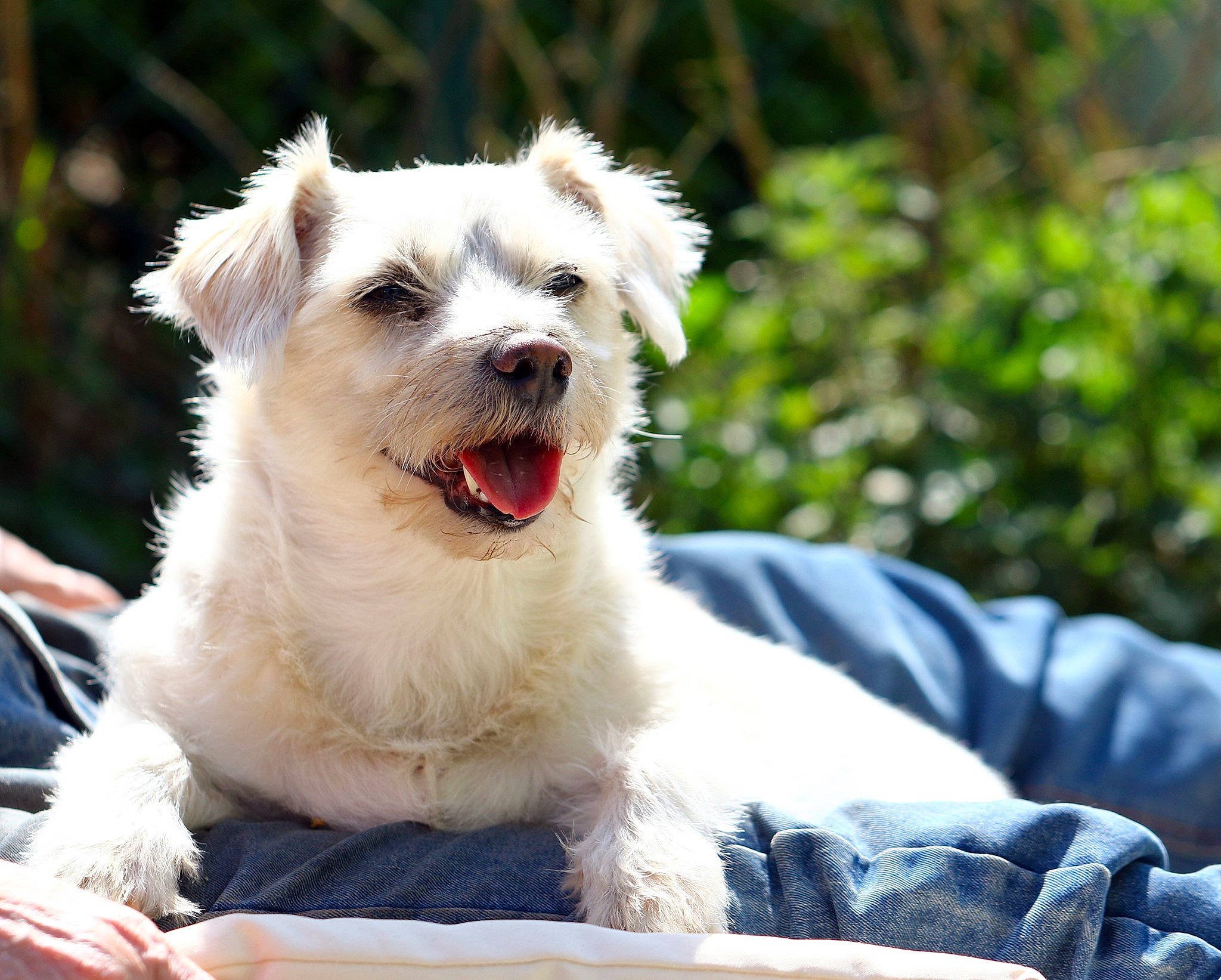 Pouky participe au concours pour gagner de l'argent avec cette photo : canidae, carnivore, companion_dog, dog, dog_breed, dog_collar, non_sporting_group, pet_supply, puppy, small_terrier, snout, sporting_group, terrier, tongue, tooth, vertebrate, working_animal, working_dog