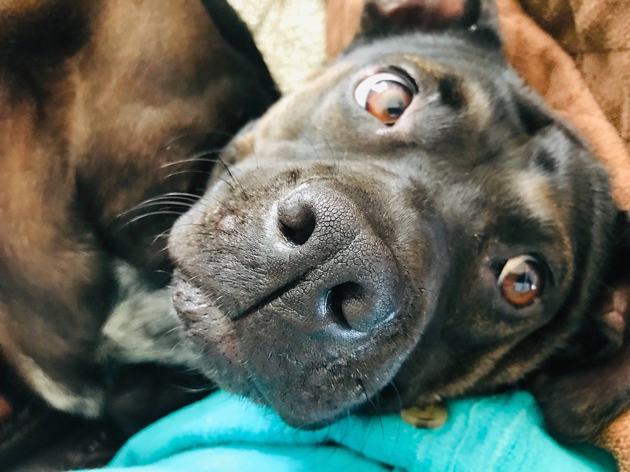 Chili joined the competition — help win amazing prizes! canidae, carnivore, companion_dog, dog, dog_breed, fawn, mammal, nose, puppy, skin, snout, sporting_group, vertebrate, whiskers, wrinkle