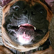 Nash is registered to the contest to win money with this photo: dog, close_up, brown, black, white, tongue, teeth, collar, upside_down, playful, happy, pet, canine, face, fur, smiling, indoor, carpet, animal, cute
