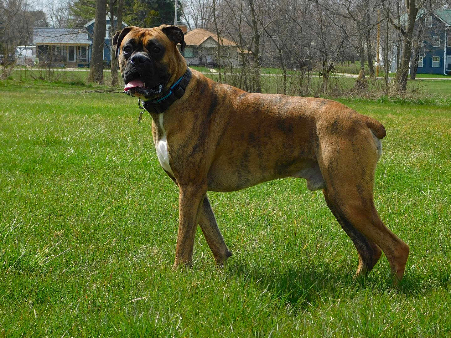 Nash joined the competition — help win amazing prizes! dog, boxer, brindle, grass, outdoor, animal, pet, tongue_out, alert, ears_up, standing, field, nature, house, tree, collar, canine, mammal, daytime, suburban