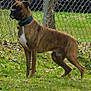 Nash is registered to the contest to win money with this photo: dog, boxer, brindle, collar, grass, yard, chain_link_fence, outdoor, pet, animal, alert, standing, nature, summer, canine, mammal, fence, watchful, brown, white