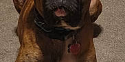 Nash is registered to the contest to win money with this photo: dog, boxer, brindle, pet, collar, heart_tag, carpet, indoor, animal, mammal, laying_down, looking, face, ears, nose, brown, black, white_chest, cute, portrait