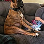 Nash joined the competition — help win amazing prizes! dog, brindle, couch, sitting, blanket, person, indoor, wall_sign, collar, pet, relaxed, furniture, living_room, brown, gray, seated, resting, canine, domestic_animal, household