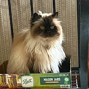 Felix joined the competition — help win amazing prizes! cat, long_hair, fluffy, persian_cat, blue_point, animal, pet, portrait, sitting, looking_at_camera, whiskers, ears, eyes, cream_fur, dark_face, indoor, window, wallpaper, mason_jars, product_box