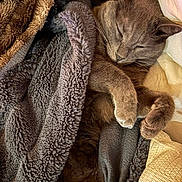 Princesse a rejoint le concours — aidez-le/la à gagner de superbes lots ! cat, gray_cat, sleeping, blanket, cozy, fur, paws, curled_paws, resting, indoor, soft_texture, cute, pet, nap, relaxed, furry, closeup, comfort, warm, domestic_cat