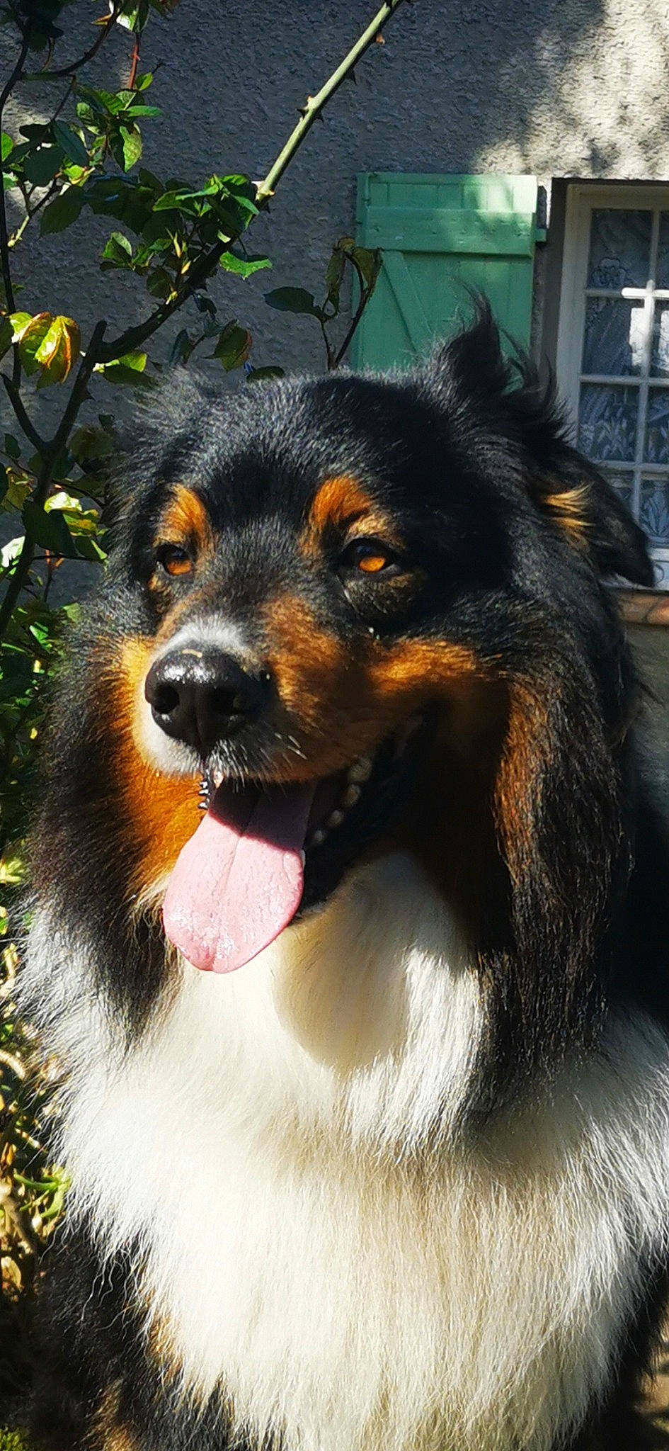 Neptune participe au concours pour gagner de l'argent avec cette photo : art, canidae, carnivore, companion_dog, dog, dog_breed, fur, snout, sporting_group, terrestrial_animal, whiskers, window, working_dog