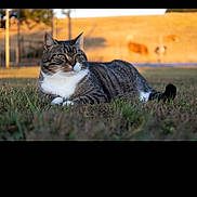 Biscotte participe au concours pour gagner de l'argent avec cette photo : animal, brown, cat, daylight, domestic_animal, feline, field, grass, looking_away, mammal, nature, outdoor, peaceful, pet, relaxing, resting, striped, sunlight, tabby, white