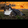 Biscotte a rejoint le concours — aidez-le/la à gagner de superbes lots ! animal, background_blur, cat, daylight, ears, feline, fur, golden_hour, grass, lying_down, mammal, nature, outdoor, pet, relaxed, resting, sunset, tabby, whiskers, wildlife