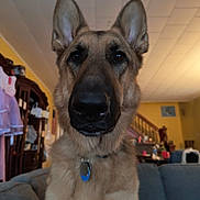 Toby is registered to the contest to win money with this photo: dog, german_shepherd, indoors, couch, furniture, staircase, pet, animal, nose, ears, collar, tag, living_room, house, domestic, canine, close_up, portrait, brown, black