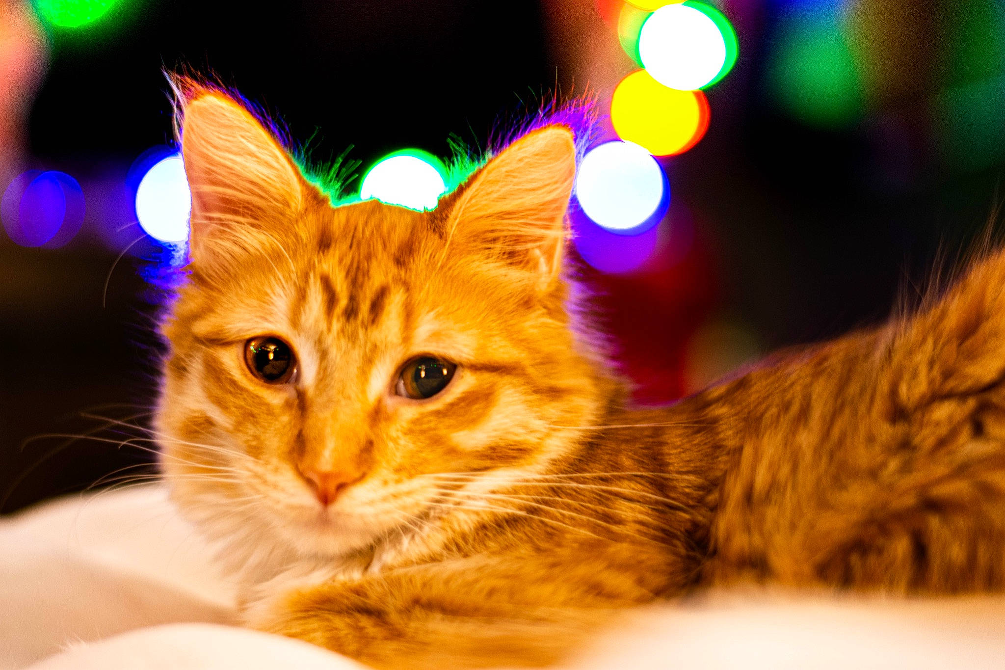 Cornflake is registered to the contest to win money with this photo: carnivore, cat, christmas, domestic_short_haired_cat, fawn, felidae, fur, small_to_medium_sized_cats, snout, tabby_cat, terrestrial_animal, vertebrate, whiskers