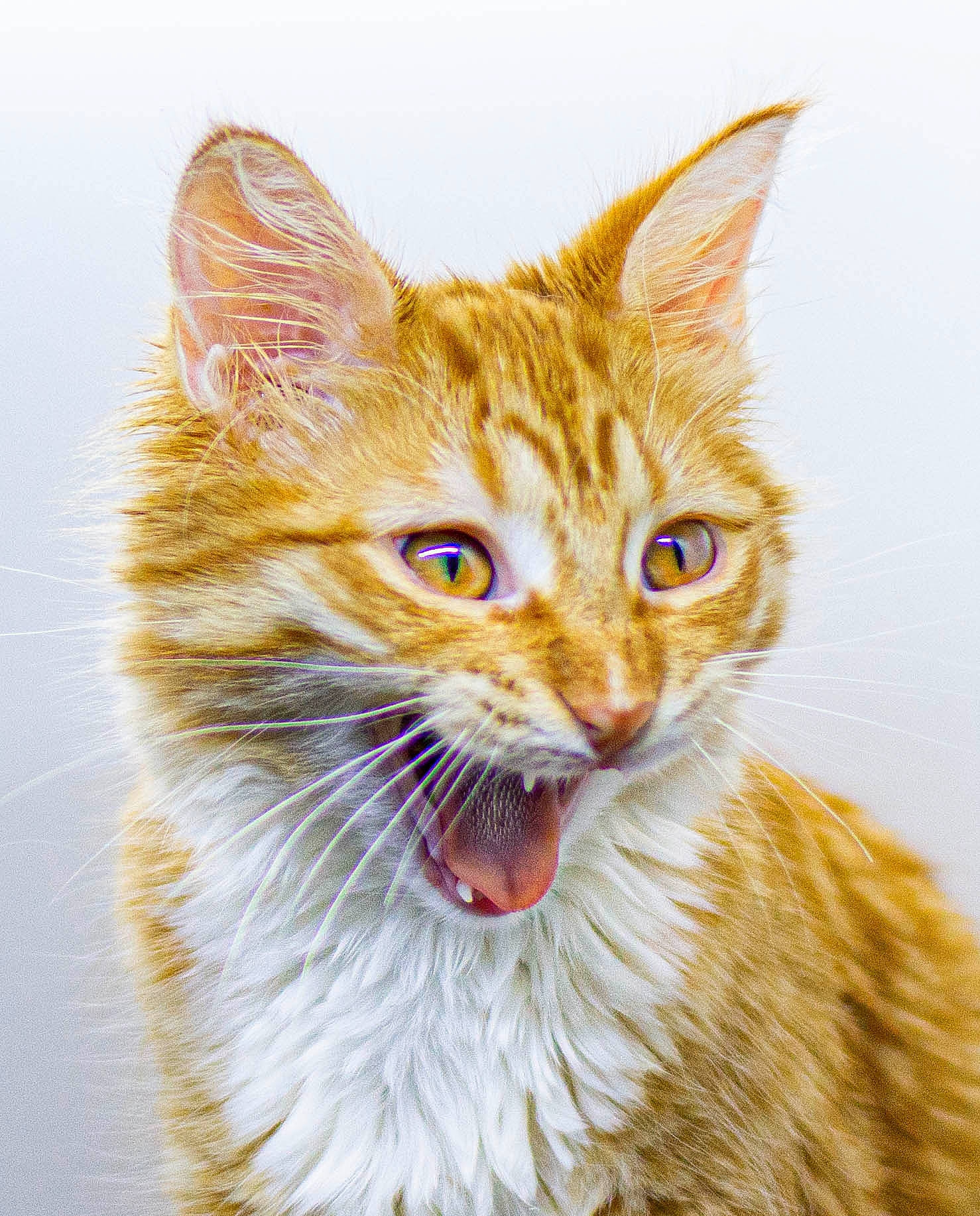 Cornflake joined the competition — help win amazing prizes! carnivore, cat, domestic_short_haired_cat, ear, european_shorthair, fawn, felidae, fur, illustration, kitten, mammal, ojos_azules, small_to_medium_sized_cats, snout, tabby_cat, whiskers