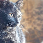 Seya participe au concours pour gagner de l'argent avec cette photo : cat, tortoiseshell, close_up, animal, pet, whiskers, feline, fur, portrait, looking_away, side_view, indoor, soft_light, curious, ears, eyes, mammal, domestic_animal, focus, natural_light